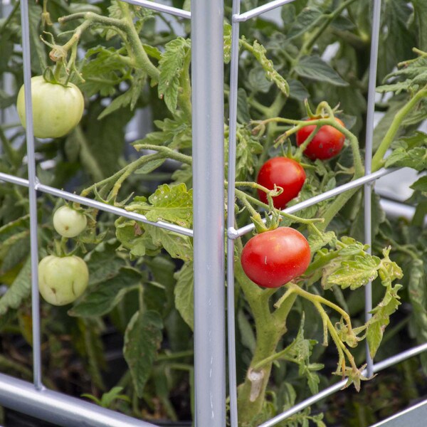 Galvanized Steel Raised Garden Bed